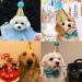 Buy Dog Birthday Hat Set - Sequin Accessories for Pet Parties | Blue & Pink 2 Pieces - Buy Online on GoSupps.com
