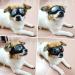 Anti-UV Small Dog Glasses - Soft Motorcycle Goggles for Small to Medium Dogs | Foggy Windproof & Sausage-Proof Protection - Buy Online on GoSupps.com