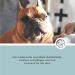 Annimally Animal Skin-Care Spray for Dogs Horses & Small Animals | 100% Natural Dry Skin Relief with Aloe Vera Tea Tree Oil & Dead Sea Salt - Buy Online on GoSupps.com