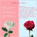 Yoni Soap Bars, Wash & Essential Oil Set - pH Balance, Odor Elimination, 100% Natural - Handmade Feminine Care Kit - Buy Online on GoSupps.com