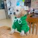 Kapuzen Pet Clothing - Cute Warm Dog Sweater & Hoodie for Small Dogs | Fleece & Cotton Jacket - XS/S/M - Green - Buy Online on GoSupps.com