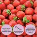 Organic Strawberry Taste Powder - Delicious & Sweet - No Artificial Sweeteners - Versatile Flavor for Food & Drinks - Perfect for Workouts - 1 Series - Buy Online on GoSupps.com