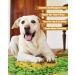 Large Dog Snuffle Mat - Interactive Slow Feeder Game for Stress Relief & Training - Ideal for Outdoor & Indoor play - Small to Medium Breed Pet - Buy Online on GoSupps.com