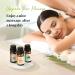 BABYPEACH Essential Oils Set - Top 6 Aromatherapy Oils Perfect for Diffuser Humidifier Candle Making Home Care Gifts - Lavender Eucalyptus Orange Peppermint Lemongrass Tea Tree (Pack of 6 10ml) - Buy Online on GoSupps.com