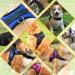 Musonic No Pull Dog Harness Breathable Adjustable Comfort Free Lead Included for Small Medium Large Dog Best for Training Walking S Pink S (Pack of 1) Pink - Buy Online on GoSupps.com