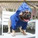 iChoue Lightweight Dog Raincoat Hooded Jacket for French Bulldog Shiba Inu - Blue/Size M - Buy Online on GoSupps.com