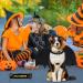 Vivifying Bat Wing Dog Costume - Adjustable Halloween Bat Wings with Pumpkin Bell for Cosplay & Parties | Fits Neck 15-24.8in Breast 18.5-32in - Buy Online on GoSupps.com