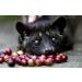 Kopi Luwak Premium (Coffee from wild Luwaks) - Coffee Beans - The rarest coffee in the world - - Buy Online on GoSupps.com