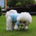 Shop QiCheng&LYS Small Dog Hoodie - Knitted Winter Coat for Small Dogs - Pink/Blue Size L - Cozy & Stylish! - Buy Online on GoSupps.com