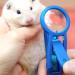 Alfie Pet - Roni Nail Clipper for Guinea Pig Rabbit Hamster Bandit Ferret Mouse - Color: Blue
