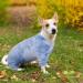 Buy Blue XS Dog Sweater with Legs - Windproof Cotton Pajamas for Small & Medium Dogs - Buy Online on GoSupps.com