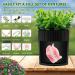 Invisible Denture Case - Eucalyptus Potted Plant Design | Denture Cup with Strainer for Retainer, Mouth Guard & Dentures - Home Decoration - Buy Online on GoSupps.com