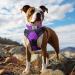Joytale Softly Padded Neoprene Dog Collar for Large Dogs - Reflective Nylon Purple - 1 Pack - Buy Online on GoSupps.com