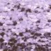 Stargazer Glitter Cosmetics | Large Biodegradable Glitter Sequins for Festivals - Shop Now! - Buy Online on GoSupps.com
