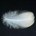 HaiMay 450 White Feathers for Craft Wedding & Party Decor 3-5 inches - Home Decorations - Buy Online on GoSupps.com