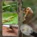 3 Pack Reptile Feeding Clips Reptile Feeding Tools Amphibian Feeding Clips Pet Plastic Feeding Clips for Hamsters Lizards Spiders Bearded Dragons (Black) - Buy Online on GoSupps.com
