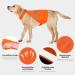 Reflective Safety Vest for Dogs - Adjustable XL Orange Warning Vest for Night Visibility & Outdoor Activities - Buy Online on GoSupps.com