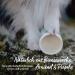 AniForte Paw Balm for Dogs 120ml | Natural Protection for Dry & Cracked Paws | Beeswax Formula for Winter | Cat Paw Cream Against Ice & Road Salt - Buy Online on GoSupps.com