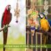 Vegena 8 Set Bird Toys - Colorful Wooden Ladders & Accessories for Budgies Parrots and Cockatoos - Ideal Bird Cage Playtime - Buy Online on GoSupps.com