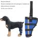 Dog Right Rear Leg Hock Brace - Prevent Injuries Provide Stability with Support Strip Neoprene Material (S) - Buy Online on GoSupps.com