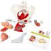 Esmen Female Pelvis Perineum Model - Removable Organs & Magnetic Mounting for Educational Display | International Shipping - Buy Online on GoSupps.com