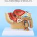4X 1:2 Male Pelvic Model - Testicular Prostate Bladder Rectal & Urinary System | International Shipping Available - Buy Online on GoSupps.com