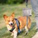 Buy Tigoadt Dog Treat Bag with Hip Clip | Portable Training Clicker & Leash Pocket - Ideal for Outdoor Dog Training (Gray) - Buy Online on GoSupps.com