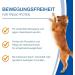 Buy Nutrilabs Canicox HD Journey Tablets (140 pcs) - MSM Chondroitin Hyaluronic Acid Glucosamine & Devil Claw - Premium Health Supplements for Dogs - Dietary Chewable Tablets - Buy Online on GoSupps.com