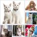 Molain 24pcs Cat Bells with Keyrings- Dog Collar Bells Training Jingle Bell Collar Pendant Pet Accessories Festival Party DIY Small Bells Mixed Color - Buy Online on GoSupps.com