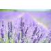Lemon Verbena Shea Cream Wash 500g - Luxurious International Shipping | Nourishing Body Cleanser - Buy Online on GoSupps.com