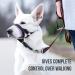 Goodboy Dog Halter with Seat Belt Anti-Pull Padded Harness for Small Medium & Large Dogs Size 4 Pink Includes Training Instructions & Durable Black Nylon - Buy Online on GoSupps.com