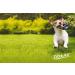 Dokas Rabbit Ribs - Grain-Free Premium Natural Dog Snack | 100g Pack - Buy Online on GoSupps.com