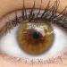 Buy Sorento Brown Colored Contact Lenses - Starch-Free Monthly Soft Hydrogel Lenses with Case | Natural Color Series | 0.0 Dioptria 14.00mm 8.6mm - Buy Online on GoSupps.com