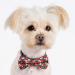 Buy PAWHITS 2PCS Dog Cat Bow Tie Color Butterfly Pet Collar - Cute Neck Strap Costume Accessories for Pets - Buy Online on GoSupps.com