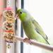 Allazone Bird Parrot Toys 14 PCS Hanging Bell Pet Bird Cage Hammock Swing Toy Bird Perch Toys Wooden Chewing Toy for Conures Love Birds Small Parakeets Cockatiels Macaws Style A - Buy Online on GoSupps.com