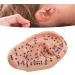 17 cm Ear Acupuncture Model - Essential Tool for Reflexology & Ear Massage Lessons | International Shipping Available - Buy Online on GoSupps.com
