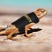 Shop Bartagame Leash & Dishes for Reptiles - Adjustable Linen Leash & Accessories for Amphibians Chameleons & Small Pets - Perfect for Outdoor Security & Walks - Buy Online on GoSupps.com
