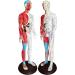 60cm Acupuncture Human Body Acupoint Model Semi-Muscle Acupuncture Point Model with Clear Lettering and Skeletal Viscera Model for Teaching Aids - Buy Online on GoSupps.com