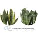 Costa Farms Premium Sansevieria Indoor Snake Plant - 2ft Tall in Decor Planter - Buy Online on GoSupps.com