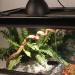 Buy Aiicioo 5.5 Inch E27 Terrarium Lamp for Iguanas | Reflector Clamp Lamp for Lizards & Turtles - Buy Online on GoSupps.com