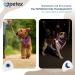 Petex Dog Harness for Small & Medium Dogs - TUV Tested Made in Europe | Reflective Breathable Air Mesh Technology - Purple XS - Buy Online on GoSupps.com