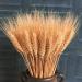 25pcs Colorful Natural Dried Flowers Bouquet Wheat Plants Bunches New Year Craft Wedding Chrismas Decor Decoration Beige 25pcs - Buy Online on GoSupps.com