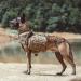 Excellent Elite Spanker Service Dog Backpack | Adjustable Saddlebag for Medium & Large Dogs - Durable & Stylish - Buy Online on GoSupps.com