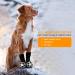 Anti-Slip Dog Socks for Small & Medium Dogs - 2 Pairs of Double-Sided Paw Protection with Traction Control for Hardwood Floors - Buy Online on GoSupps.com