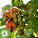 Organic Cashew Nuts - 1.5 Kg. Unsalted Unroasted and Raw Nuts. Untreated and No Additives Gluten Free and Vegan. Rich in Protein Vitamins and Minerals. Organic Cashew Nuts. - Buy Online on GoSupps.com
