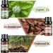 Hyppry Woody Essential Oils Set - 6x10ml Premium Natural Aromatherapy Oils for Diffuser & Home Fragrance - Sandalwood, Cedarwood, Cypress, Pine, Teakwood, Agarwood - Buy Online on GoSupps.com