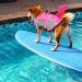Buy Cit toile Shark Life Jacket for Dogs - Safe Reflective Swimming Vest in Pink for Small to XXL Dogs - Buy Online on GoSupps.com