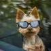 Enjoying dog glasses for small dogs sunglasses UV protection snowproof windproof glasses with flexible straps for puppies cats black black - cool black
