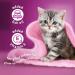 WHISKAS Perfect Portions Kitten Wet Cat Food Pat - Chicken Entr e 75g (24Pack) Pat Kitten 75 g (Pack of 24) - Buy Online on GoSupps.com