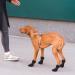 Buy Goshies 4-Piece Dog Shoes - Breathable Anti-Slip Pfot Protection for Outdoor Use | XS - 3.2 cm Width - Buy Online on GoSupps.com